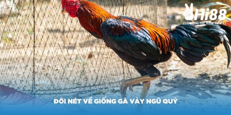 Đôi nét về giống vảy gà ngũ quỷ